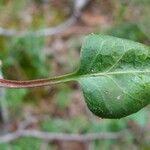 Pyrola media Leaf