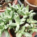 Cheiridopsis denticulata Hoja