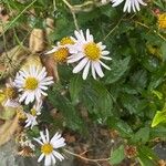 Aster incisus Fleur