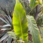 Etlingera elatior Leaf