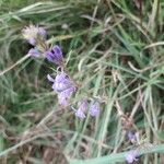 Lobelia urens Fleur