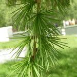 Larix sibirica Листок