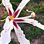 Calodendrum capense Blüte