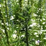 Echium italicum Kwiat