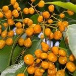 Auranticarpa rhombifolia Fruit