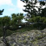 Pinus uncinata অন্যান্য
