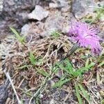 Dianthus hyssopifolius Fleur