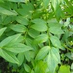 Polemonium reptans Leaf