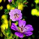 Geranium malviflorum Çiçek