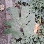 Petasites frigidus 葉