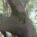 Ficus microcarpaപുറംതൊലി