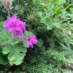 Pelargonium graveolens Fleur