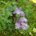 Phacelia tanacetifoliaKvět