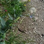 Mertensia ciliata Habitus