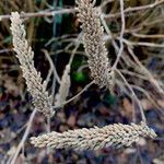 Amorpha fruticosa Fruto