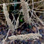 Amorpha fruticosa Плід