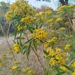 Euthamia graminifolia Flor