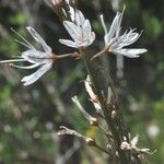 Asphodelus cerasiferus Flower