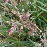 Poa alpina Flower