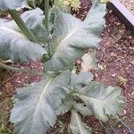 Papaver somniferum Blatt