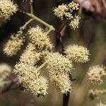 Combretum collinum Flower