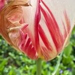 Tulipa grengiolensis Flower