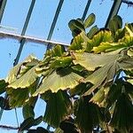 Caryota urens Leaf