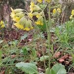 Primula veris花