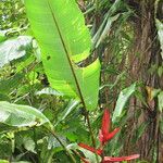 Heliconia monteverdensis Other