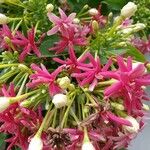 Combretum indicum Flor
