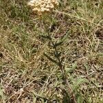 Achillea odorata Агульны выгляд