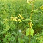 Fagopyrum tataricum ফুল