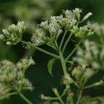 Mikania micrantha Flower