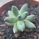 Pachyphytum compactum Liść