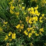 Cytisus galianoi Leaf