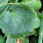 Saxifraga hirsuta Hoja