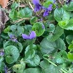 Viola odorata Flower