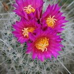 Thelocactus macdowellii