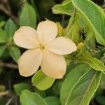 Barleria eranthemoides Floare