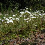 Saxifraga sibirica Hábito