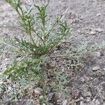 Lepidium coronopus Leaf