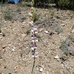 Penstemon palmeri Flor