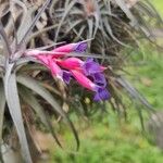 Tillandsia aeranthos花