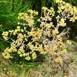 Helichrysum benthamii