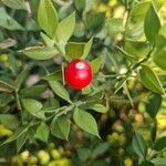 Ruscus aculeatus Plod