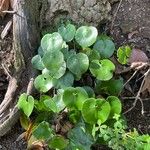 Adiantum reniforme Folio