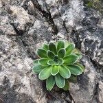 Saxifraga mutata List