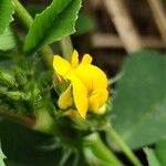 Medicago polymorpha Flower