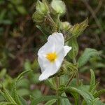 Cistus inflatus ശീലം