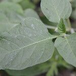 Physalis longifolia Leaf